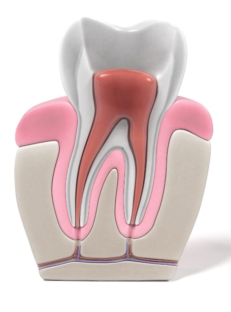 Model of a tooth showing the root canal pathways inside of it